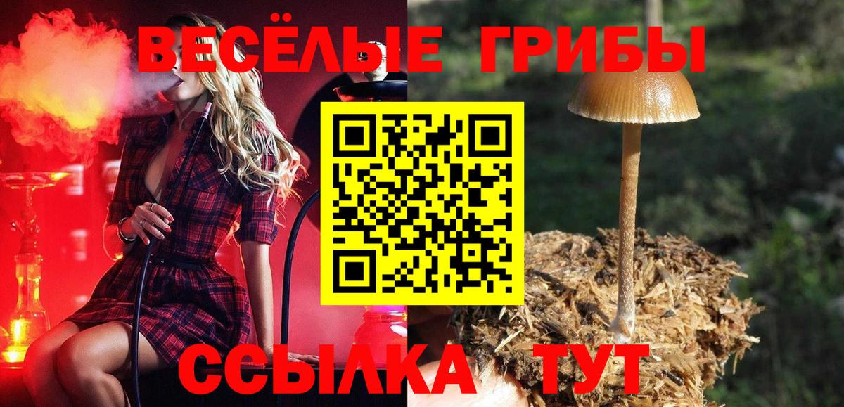 Псилоцибиновые грибы Psilocybe Волгодонск